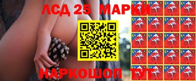 шишки Аргун